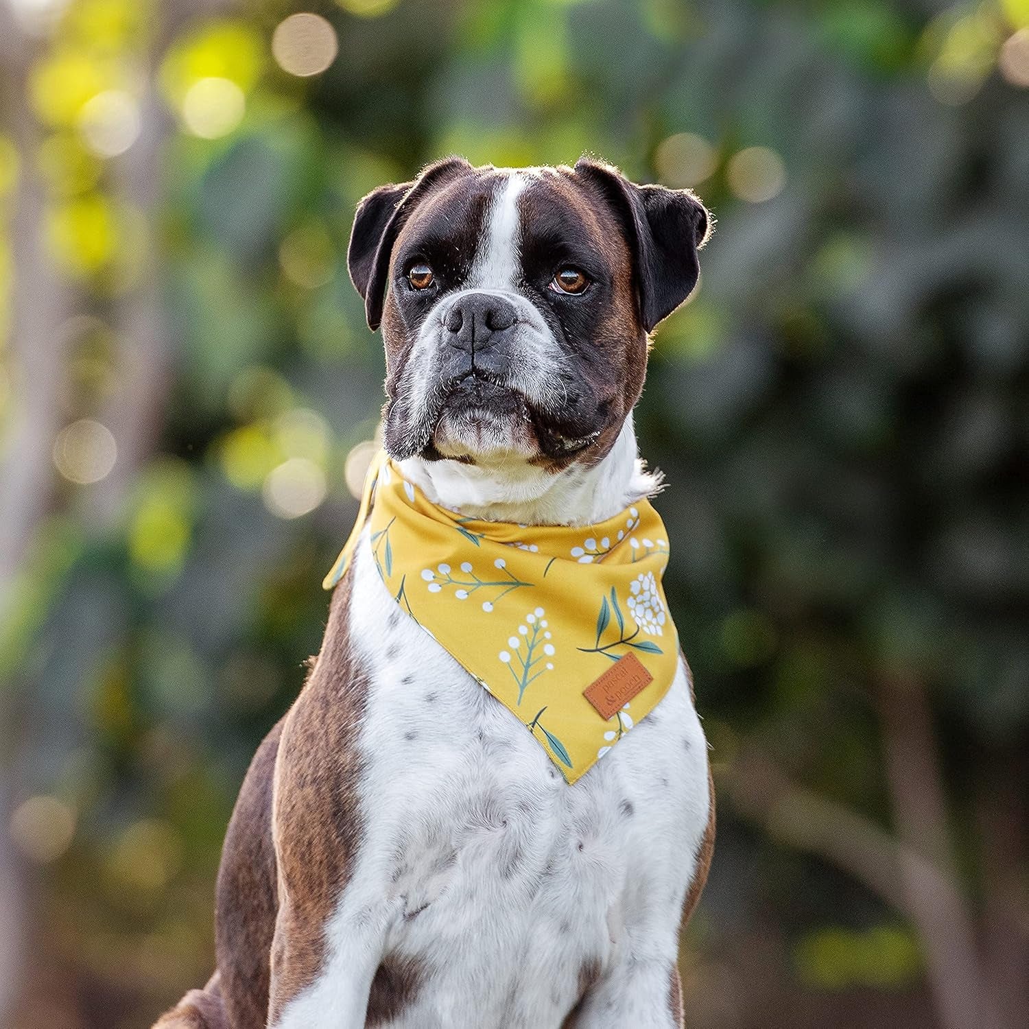 Pascal and Pooch Dog Bandanas Suitable for Medium & Large Dog Bandana Boy & Girl - Premium Adjustable Fabric Bandana for Dogs Reversible - Unique and Stylish Pack of 4 Durable Bandanas for Dogs