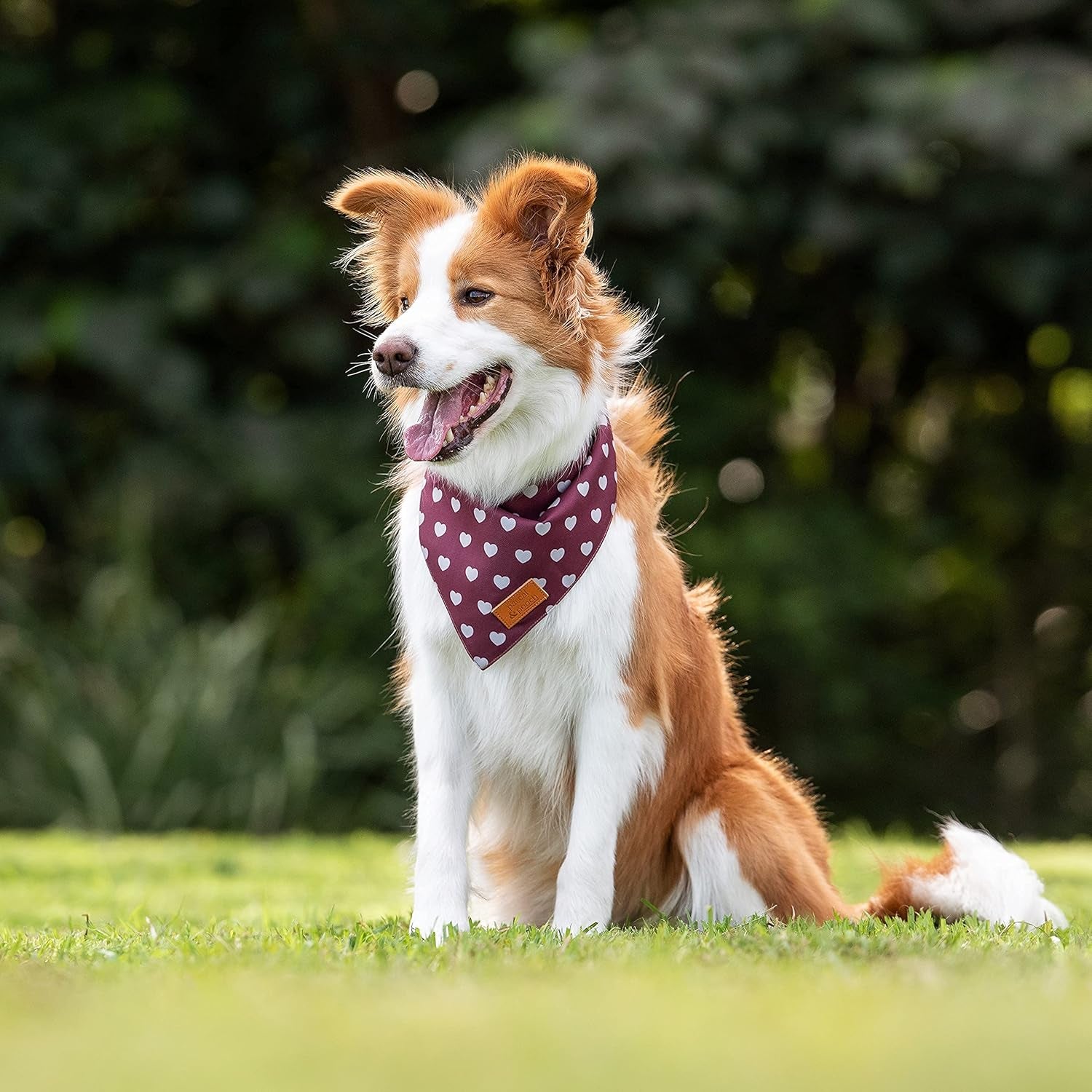 Pascal and Pooch Dog Bandanas Suitable for Medium & Large Dog Bandana Boy & Girl - Premium Adjustable Fabric Bandana for Dogs Reversible - Unique and Stylish Pack of 4 Durable Bandanas for Dogs